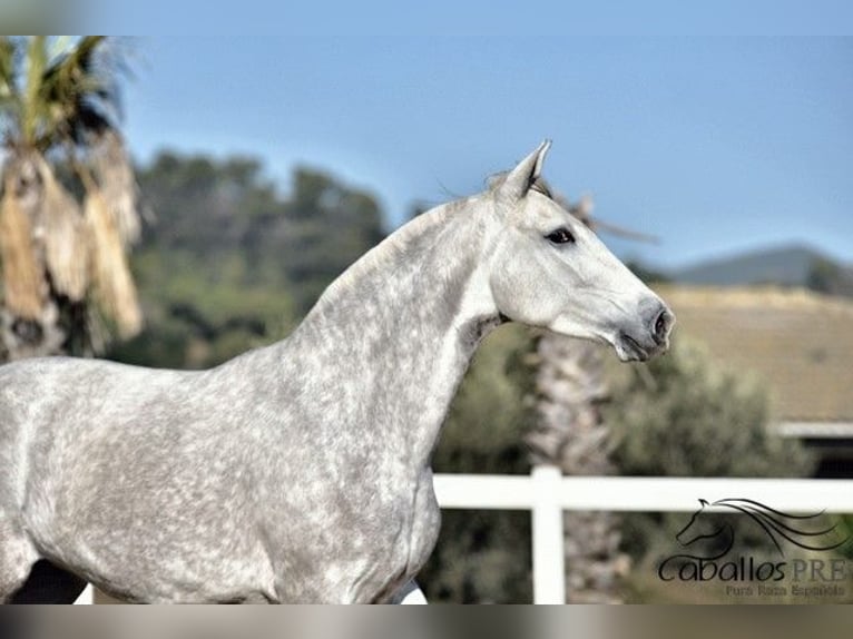 PRE Mare 4 years 15,3 hh in Barcelona