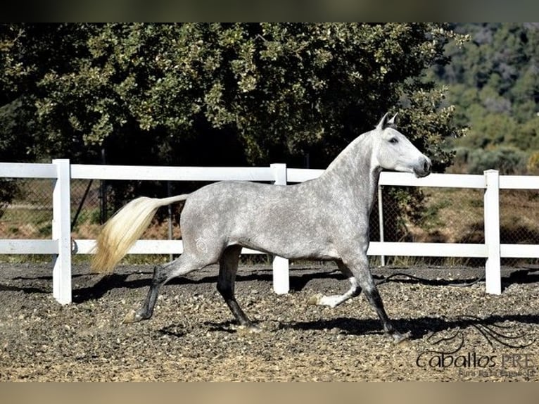PRE Mare 4 years 15,3 hh Grey in Barcelona