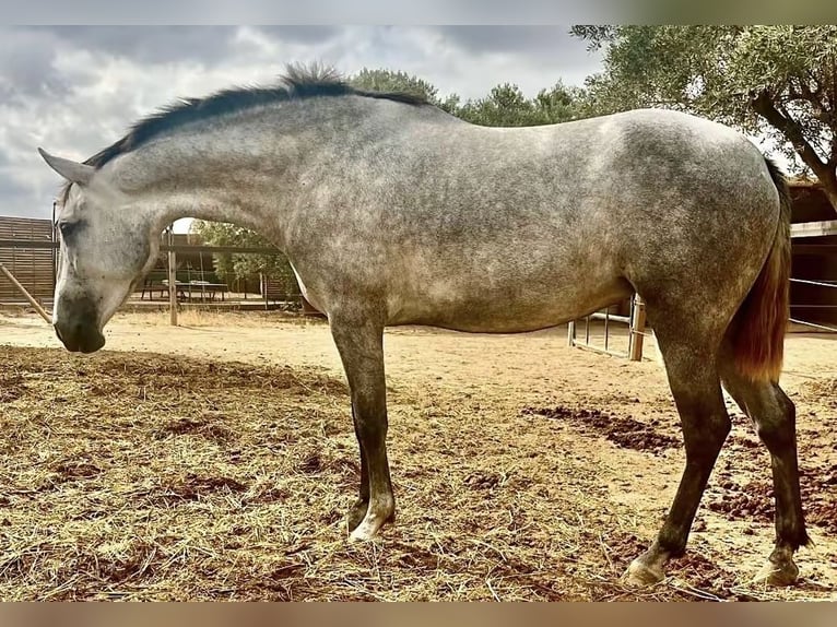 PRE Mare 4 years 15,3 hh Grey in Roldán PRE Mare 4 years 15,3 hh Grey in Roldán