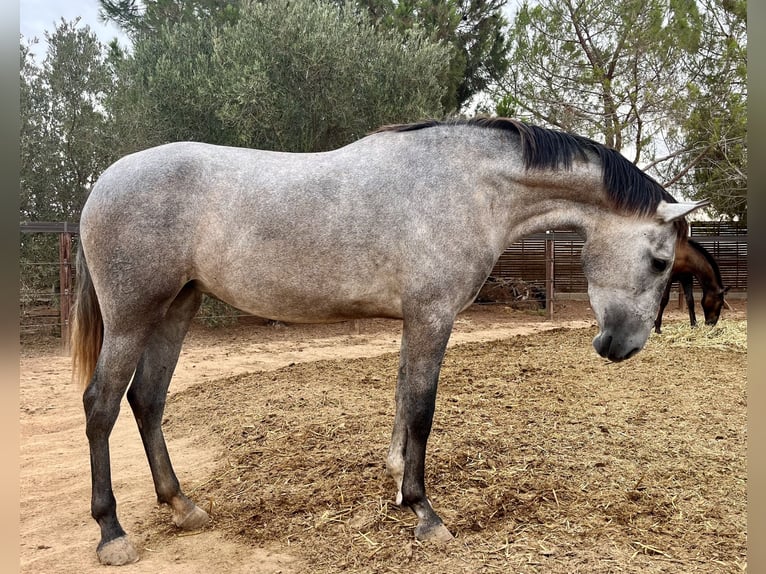 PRE Mare 4 years 15,3 hh Grey in Roldán PRE Mare 4 years 15,3 hh Grey in Roldán
