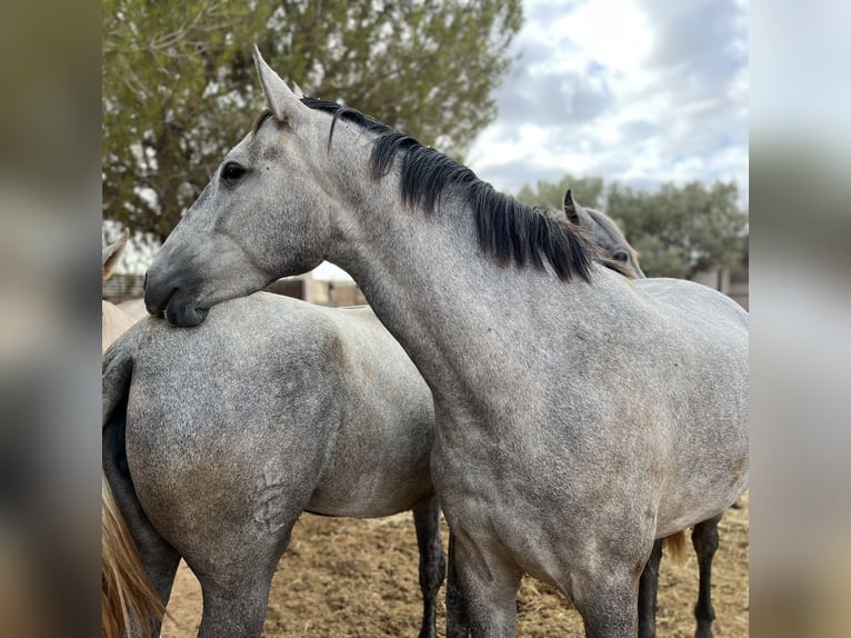 PRE Mare 4 years 15,3 hh Grey in Roldán PRE Mare 4 years 15,3 hh Grey in Roldán