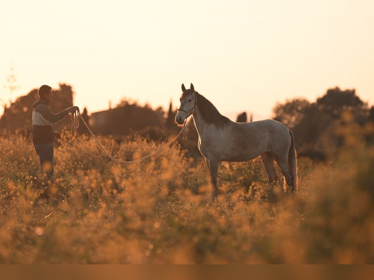 PRE Mare 4 years 15,3 hh Grey in Felanitx