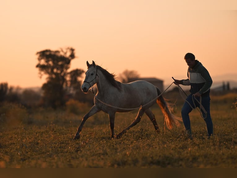 PRE Mare 4 years 15,3 hh Grey in Felanitx
