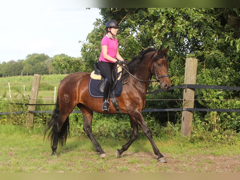 PRE Mare 4 years 16,1 hh Bay-Dark in Wremen