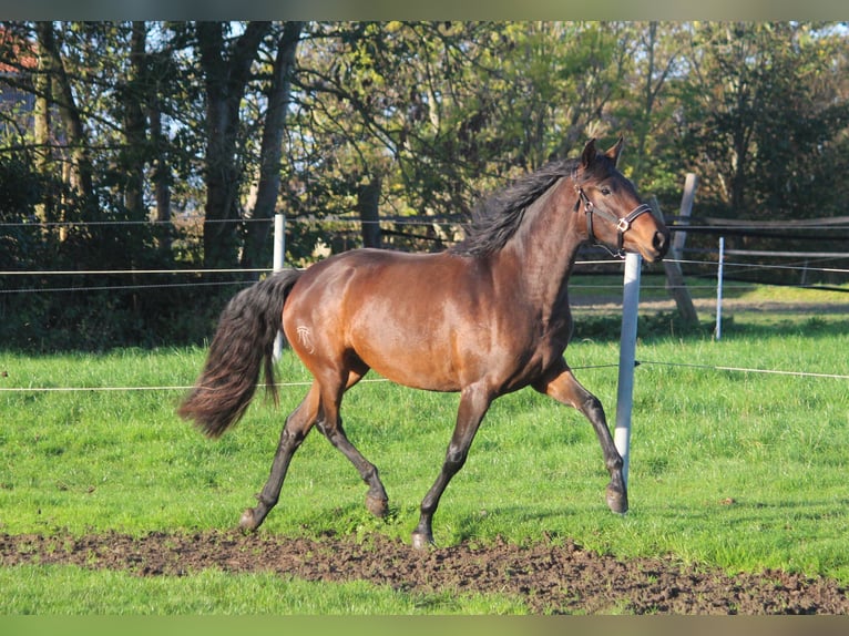 PRE Mare 4 years 16,1 hh Bay-Dark in Wremen