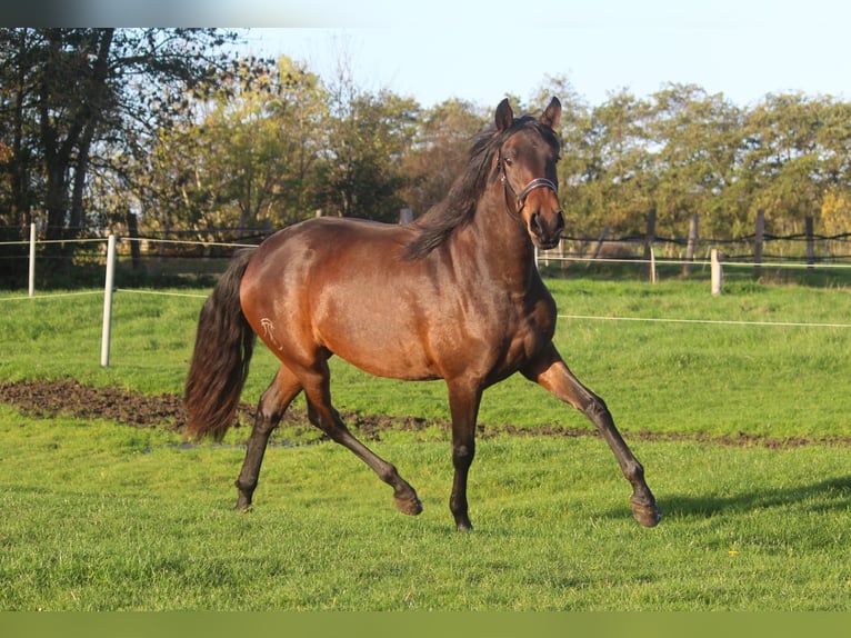 PRE Mare 4 years 16,1 hh Bay-Dark in Wremen