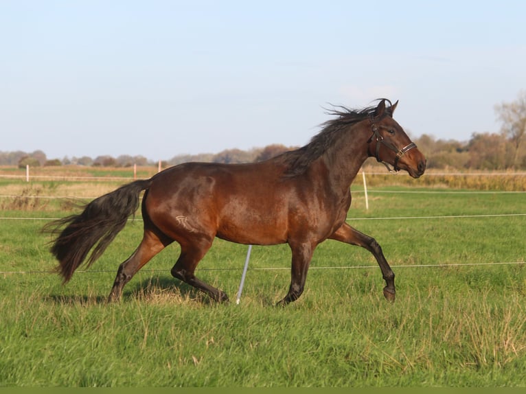 PRE Mare 4 years 16,1 hh Bay-Dark in Wremen