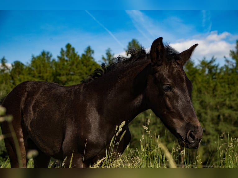 PRE Mare 4 years 16.1 hh Black in Bogen
