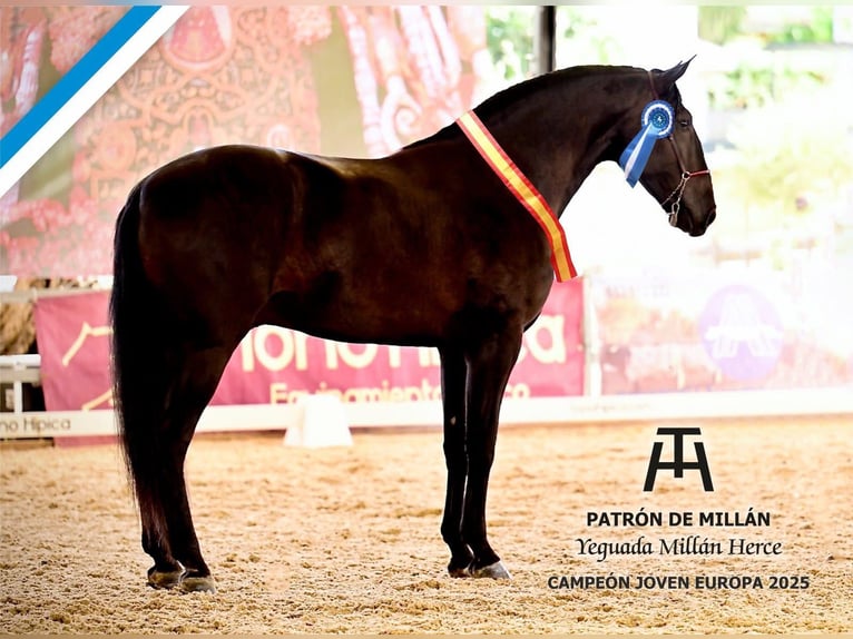 PRE Mare 4 years 16.1 hh Brown in Altabix (Elche) (Partida)