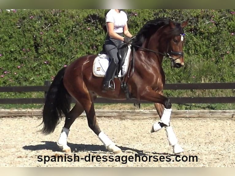 PRE Mix Mare 4 years 16,1 hh Brown in Barcelona