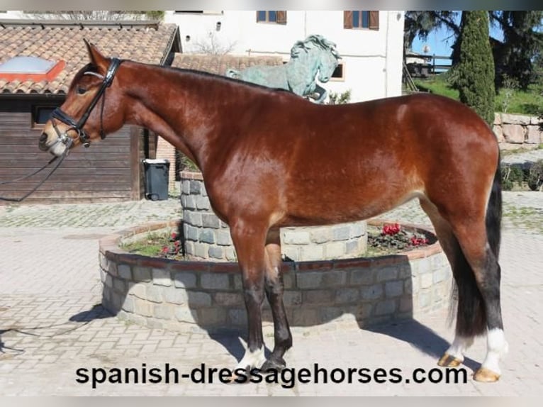 PRE Mix Mare 4 years 16,1 hh Brown in Barcelona