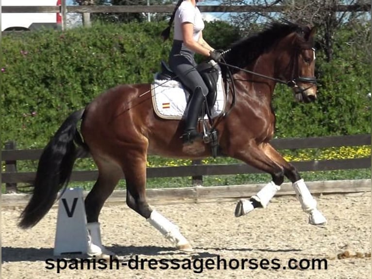 PRE Mix Mare 4 years 16,1 hh Brown in Barcelona