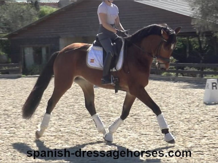 PRE Mix Mare 4 years 16,1 hh Brown in Barcelona