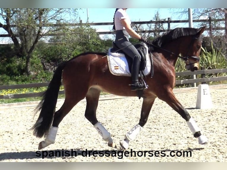 PRE Mix Mare 4 years 16,1 hh Brown in Barcelona