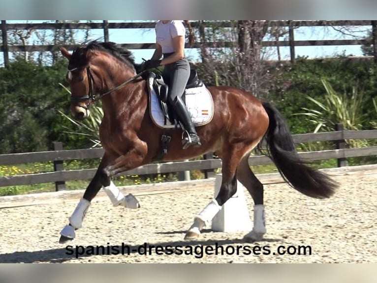 PRE Mix Mare 4 years 16,1 hh Brown in Barcelona