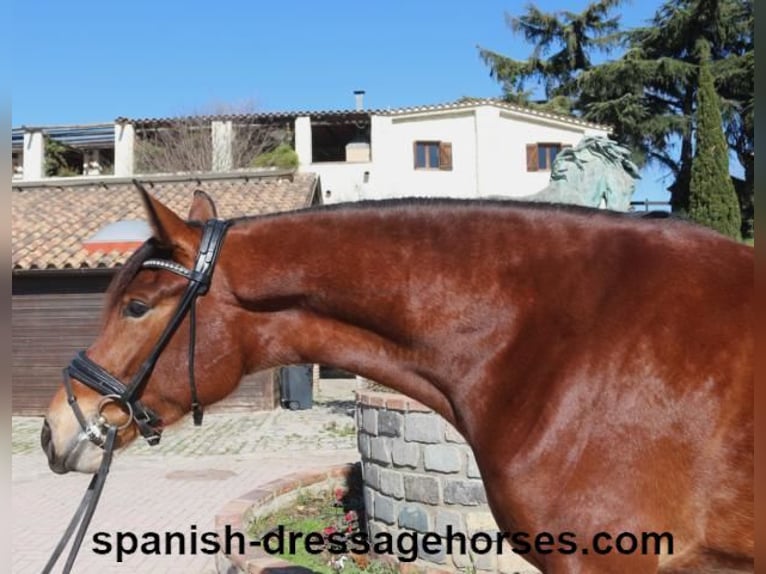 PRE Mix Mare 4 years 16,1 hh Brown in Barcelona