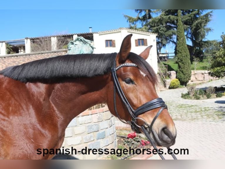 PRE Mix Mare 4 years 16,1 hh Brown in Barcelona