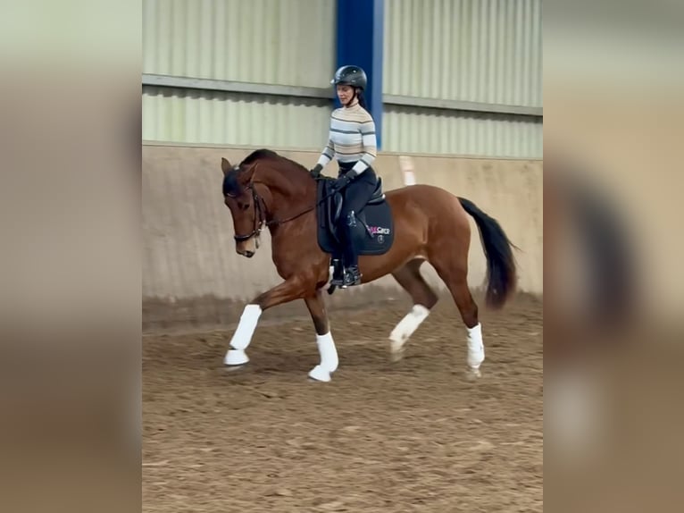 PRE Mare 4 years 16.1 hh Brown in Bexbach