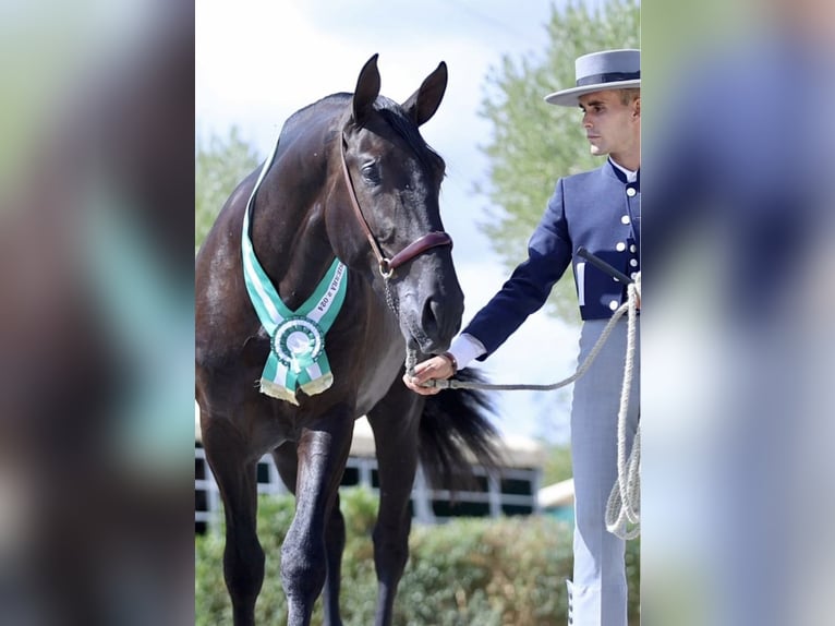 PRE Mare 4 years 16.1 hh Grey in Fuentes De Andalucia