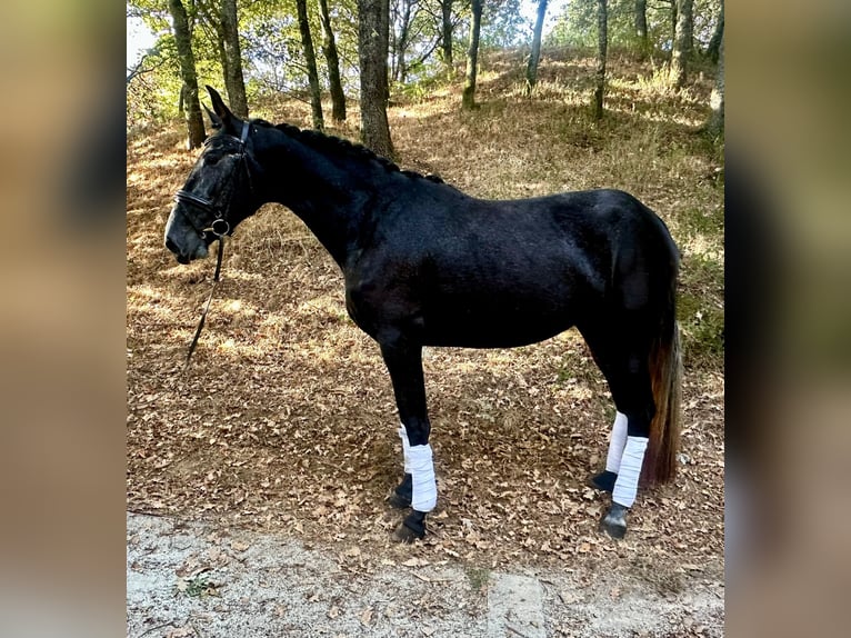 PRE Mix Mare 4 years 16.1 hh Grey in Silleda (Casco Urbano)