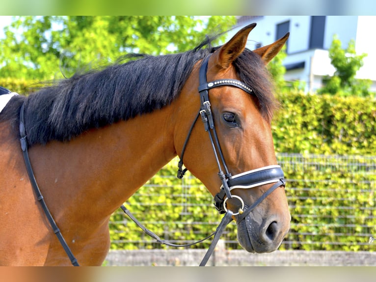 PRE Mare 4 years 16,2 hh Brown in Denderhoutem