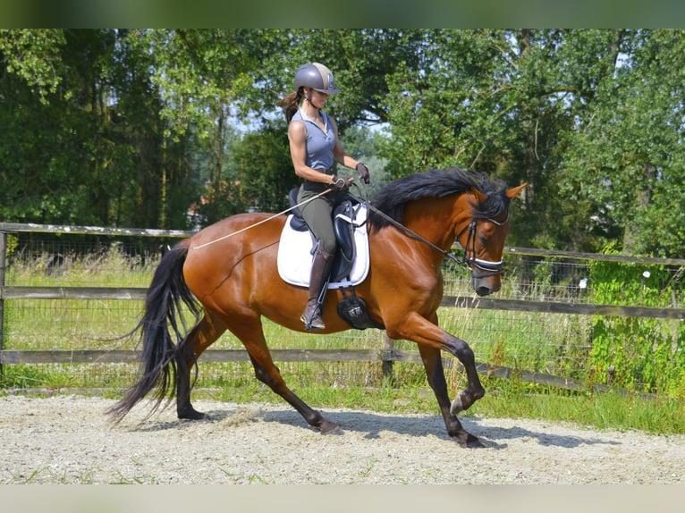 PRE Mare 4 years 16,2 hh Brown in Denderhoutem