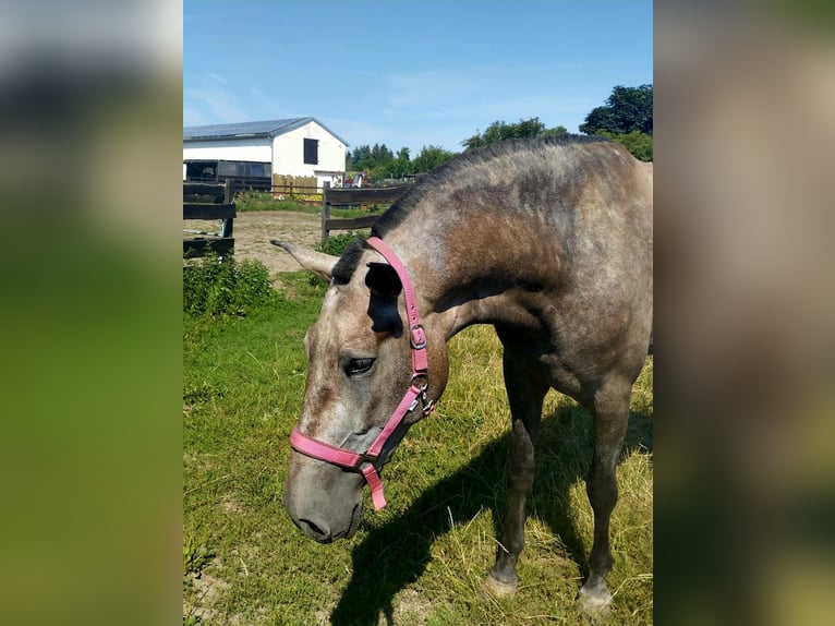 PRE Mix Mare 4 years 16,2 hh Brown Falb mold in Polenz