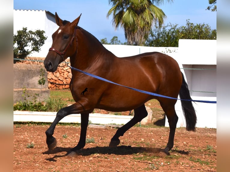 PRE Mare 4 years 16,2 hh Brown in Menorca