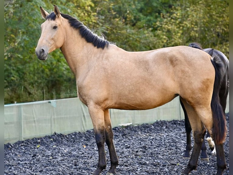 PRE Mare 4 years 16,2 hh Buckskin in Klettgau