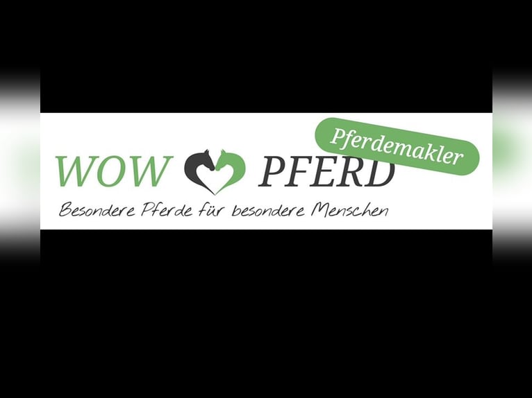 PRE Mare 4 years 16,2 hh Buckskin in Klettgau