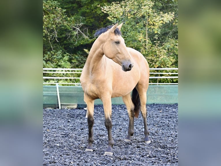 PRE Mare 4 years 16,2 hh Buckskin in Klettgau