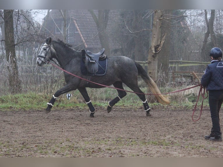 PRE Mare 4 years 16,2 hh Gray in Wremen