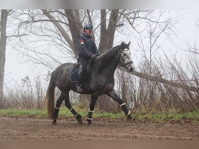 PRE Mare 4 years 16,2 hh Gray in Wremen