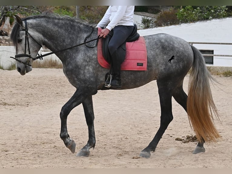 PRE Mix Mare 4 years 16.2 hh Grey in Menorca