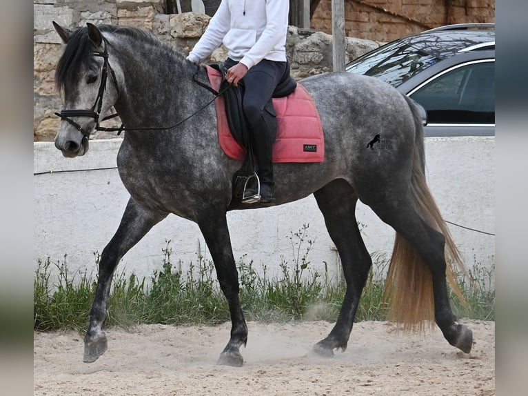 PRE Mix Mare 4 years 16.2 hh Grey in Menorca