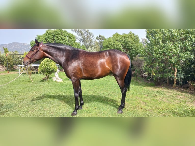 PRE Mix Mare 4 years 16,3 hh Brown in Tarifa