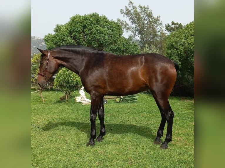 PRE Mix Mare 4 years 16,3 hh Brown in Tarifa