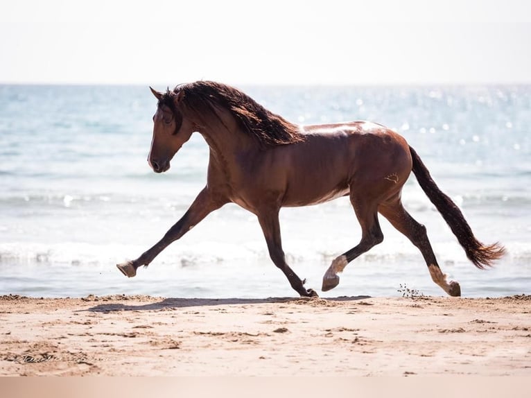 PRE Mix Mare 4 years 16 hh Bay in Hamburg