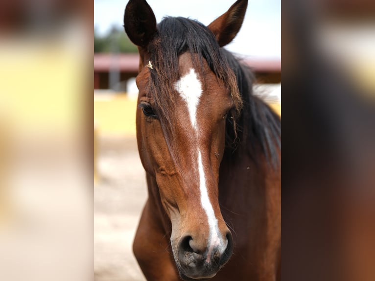 PRE Mix Mare 4 years 16 hh Bay in Hamburg