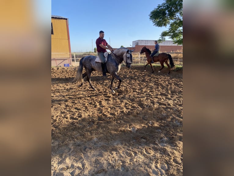 PRE Mare 4 years 16 hh Bay-Dark in Fuentes De Andalucia