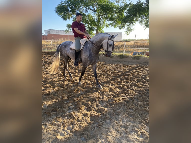 PRE Mare 4 years 16 hh Bay-Dark in Fuentes De Andalucia