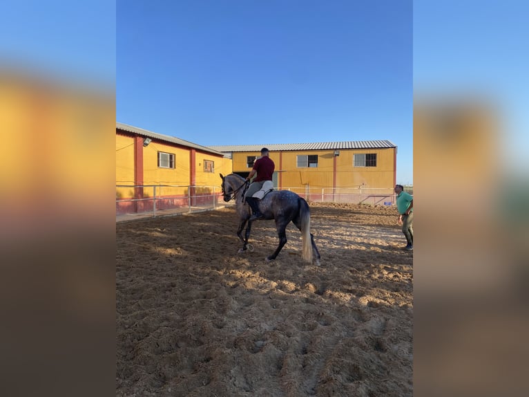 PRE Mare 4 years 16 hh Bay-Dark in Fuentes De Andalucia