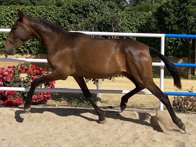 PRE Mare 4 years 16 hh Bay-Dark in Fuentes De Andalucia