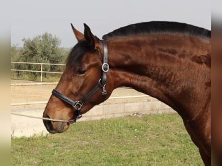 PRE Mix Mare 4 years 16 hh Bay in MADRID