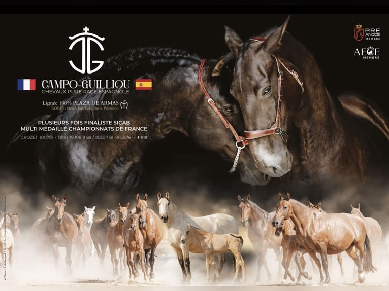 PRE Mare 4 years 16 hh Black in 351 chemin de la buffe 01170 CROZET