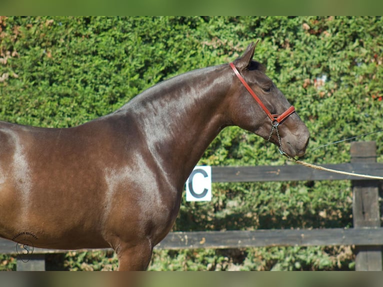 PRE Mix Mare 4 years 16 hh Black in Almonte