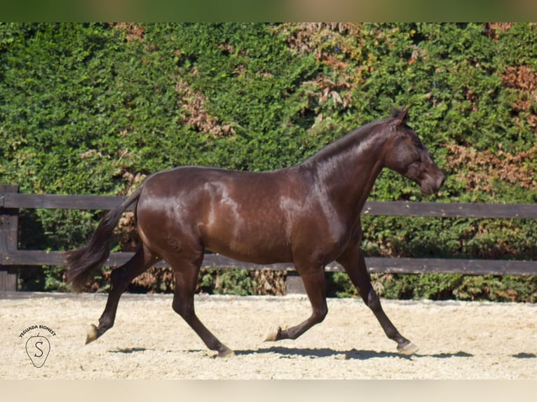 PRE Mix Mare 4 years 16 hh Black in Almonte