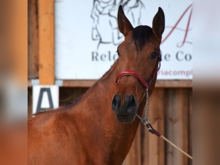 PRE Mix Mare 4 years 16 hh  in Caumont