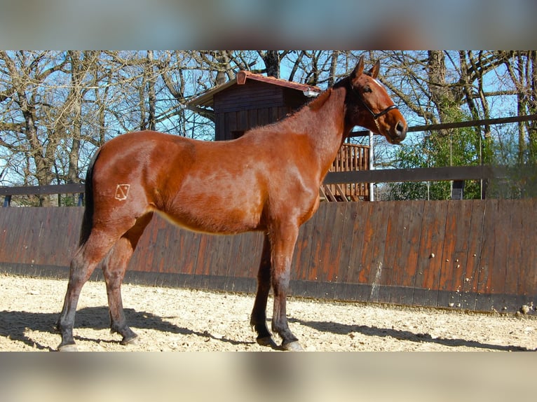PRE Mix Mare 4 years 16 hh Brown in Caumont