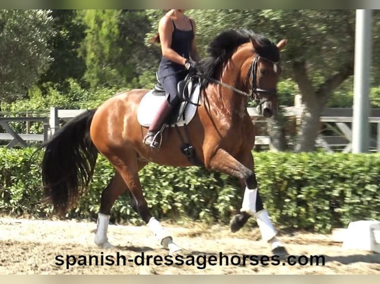 PRE Mix Mare 4 years 16 hh Brown in Barcelona